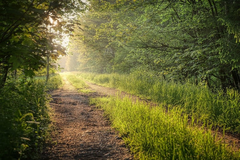 Forest Path